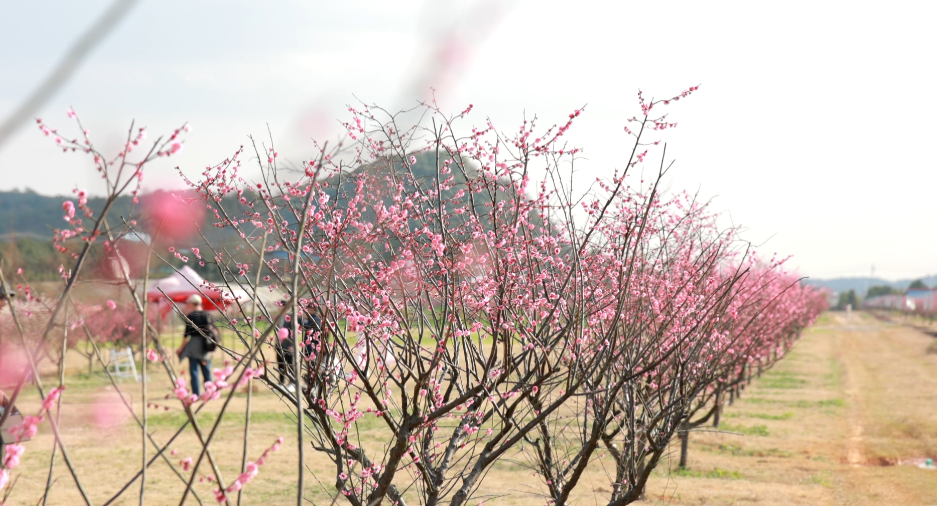 祁阳三家村：千株红梅开 游客寻香来