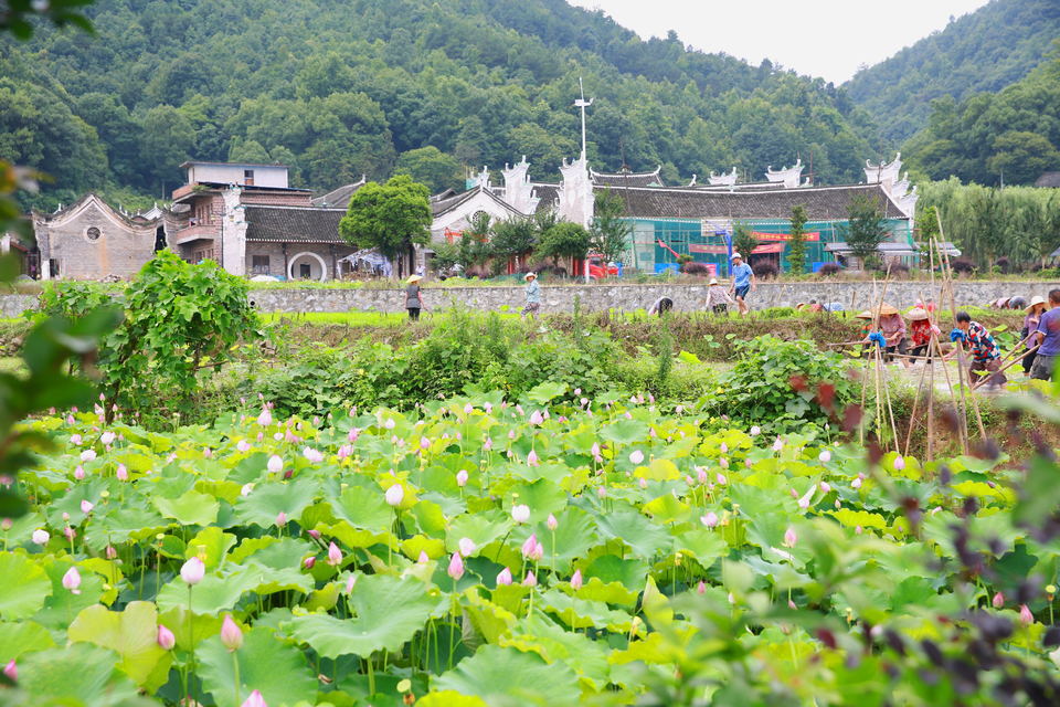 程俐  潘市李家大院夏荷